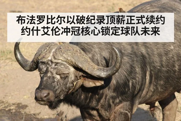 布法罗比尔以破纪录顶薪正式续约约什艾伦冲冠核心锁定球队未来